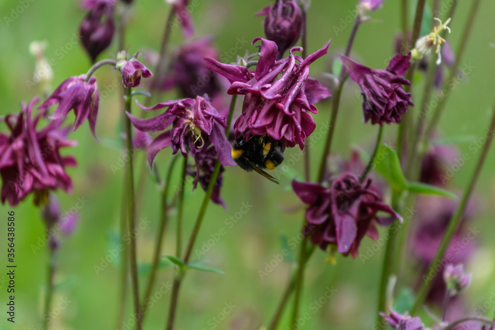 Erdhummel, bei der Pollenernte an Blüten der Akelei, hängend Erdhummel, bei der Pollenernte an Blüten der Akelei, hängend