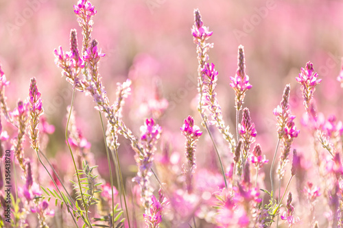 Sainfoin. Field of flowers. Pink flowers.