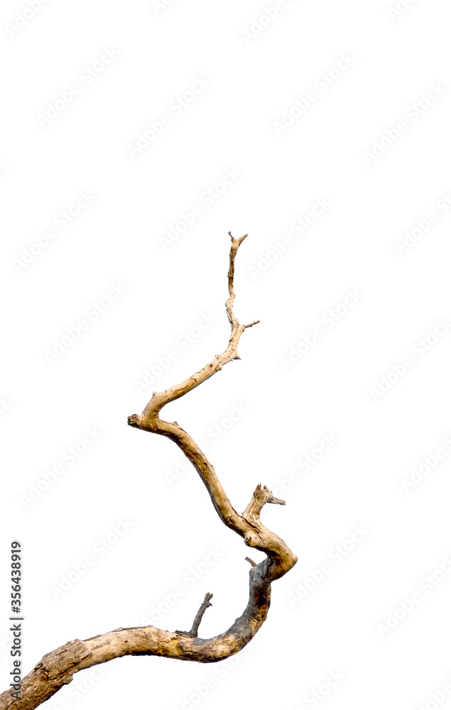 Dry branch of dead tree with cracked dark bark.beautiful dry branch of tree isolated on white background.Single old and dead tree.Dry wooden stick from the forest isolated on white background . Dry branch of dead tree with cracked dark bark.beautiful dry branch of tree isolated on white background.Single old and dead tree.Dry wooden stick from the forest isolated on white background .