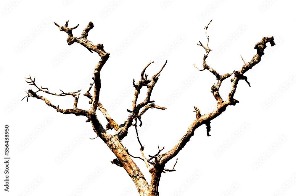 Dry branch of dead tree with cracked dark bark.beautiful dry branch of tree isolated on white background.Single old and dead tree.Dry wooden stick from the forest isolated on white background . Dry branch of dead tree with cracked dark bark.beautiful dry branch of tree isolated on white background.Single old and dead tree.Dry wooden stick from the forest isolated on white background .
