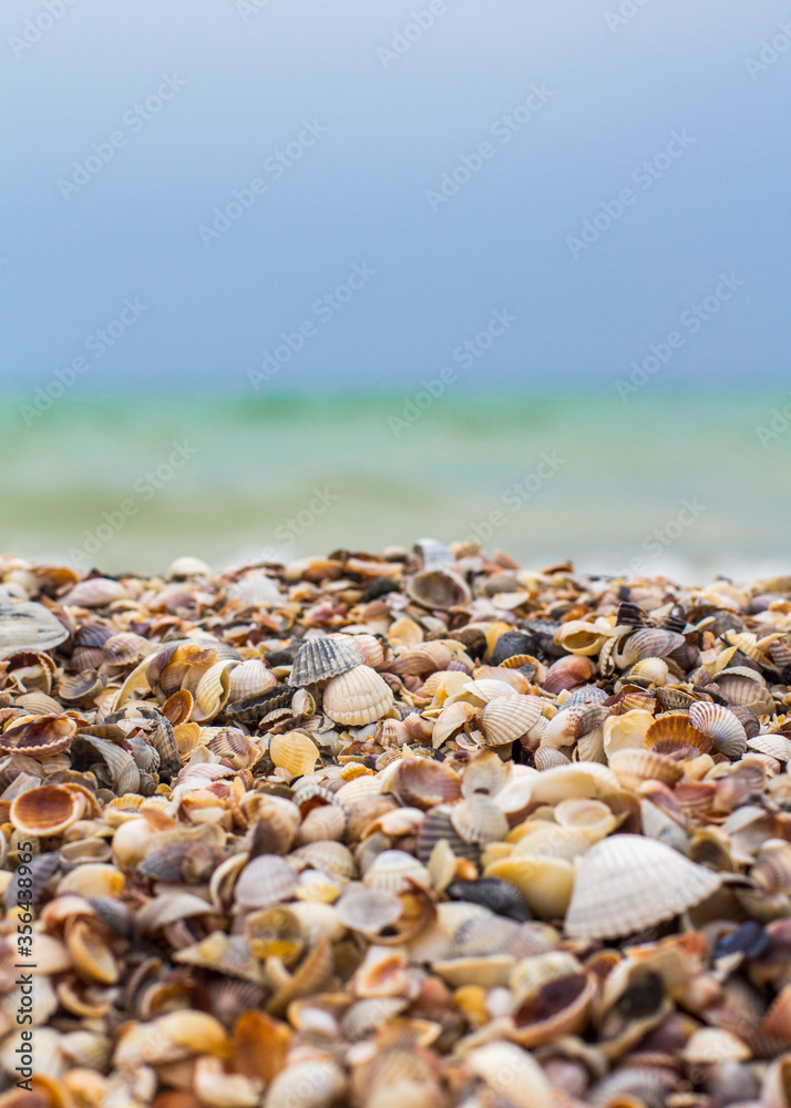 Seashells on the seashore. Sea waves. Coast Seashells on the seashore. Sea waves. Coast