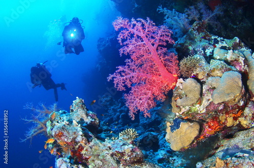 Fototapeta Naklejka Na Ścianę i Meble -  Scuba divers watching beautiful colorful coral reef with red fish and big pink soft coral
