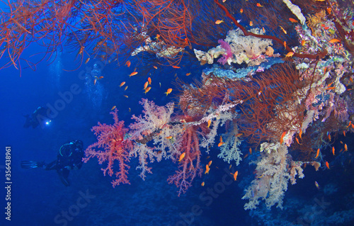 Fototapeta Naklejka Na Ścianę i Meble -  Scuba divers watching beautiful colorful coral reef with red and pink soft corals