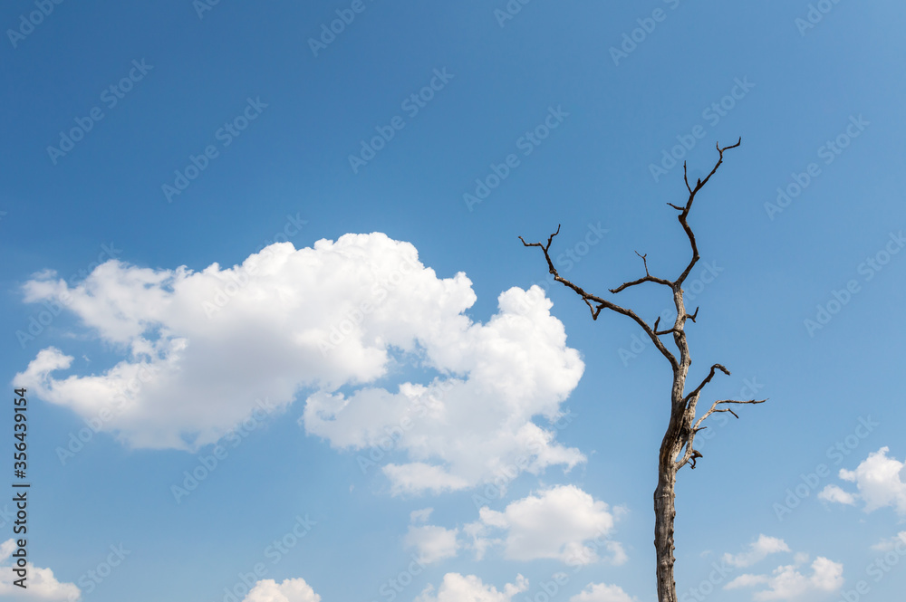 Dead tree trunk under cloudy blue sky background.Dry wood branches standing alone against the blue sky use for background,Shows the cause of natural disaster and global warming.Environment concept. Dead tree trunk under cloudy blue sky background.Dry wood branches standing alone against the blue sky use for background,Shows the cause of natural disaster and global warming.Environment concept.