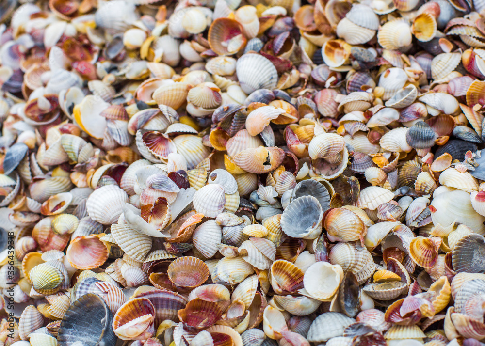 Seashells texture, pattern wallpaper closeup Seashells texture, pattern wallpaper closeup