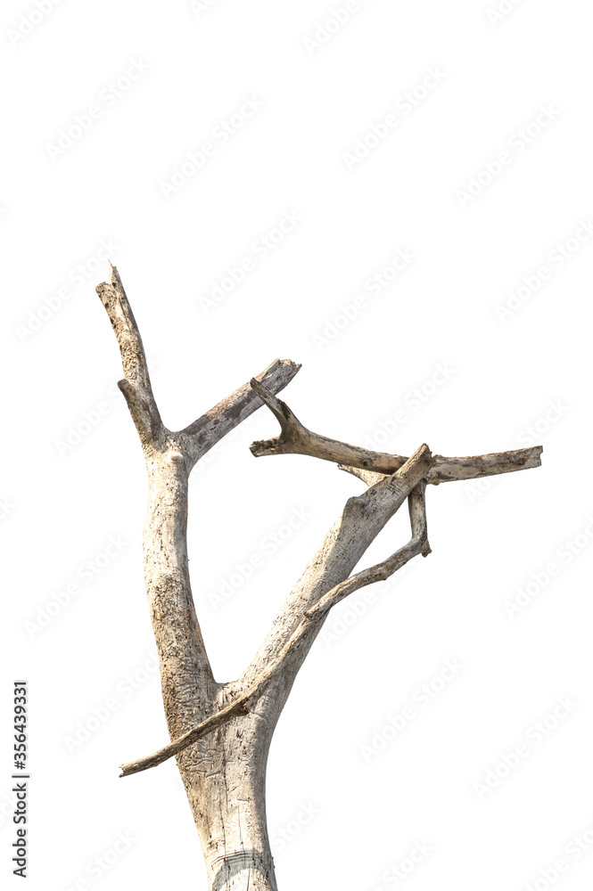 Dry branch of dead tree with cracked dark bark.beautiful dry branch of tree isolated on white background.Single old and dead tree.Dry wooden stick from the forest isolated on white background . Dry branch of dead tree with cracked dark bark.beautiful dry branch of tree isolated on white background.Single old and dead tree.Dry wooden stick from the forest isolated on white background .