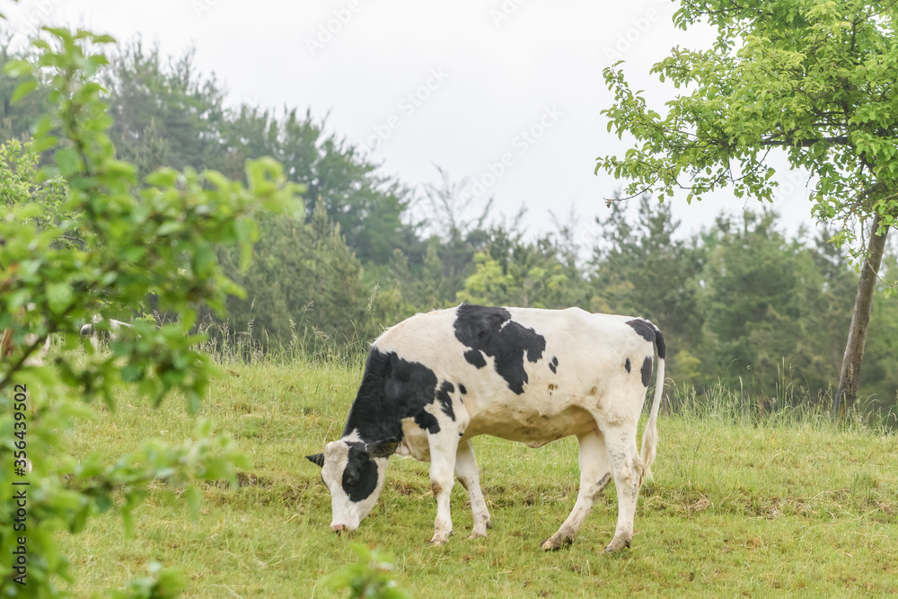 Weidende Kühe in Thüringen zwischen Obstbäumen
