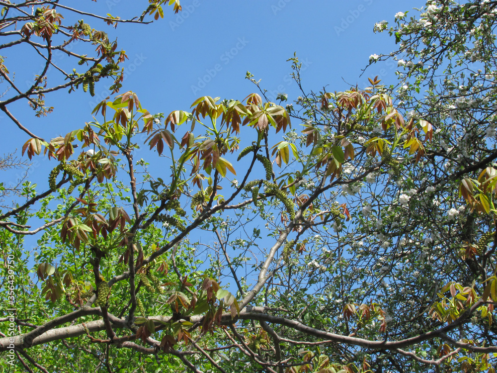 Blossoming walnut tree on the blue sky background. Beautiful spring natural landscape. Blossoming walnut tree on the blue sky background. Beautiful spring natural landscape.
