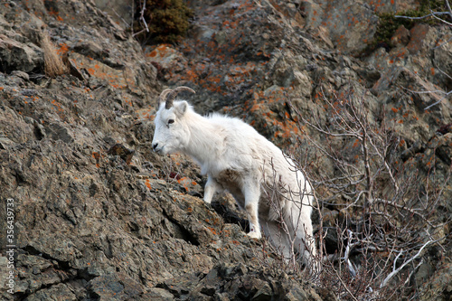 Dall's sheep in Chugach State Park Alaska
