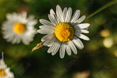 Daisy flower detail.Spring flower close up.Wonderful fabulous daisies on a meadow in spring.Spring blurred background.Blooming white daisy selective focus.Romantic bright wallpaper copy space