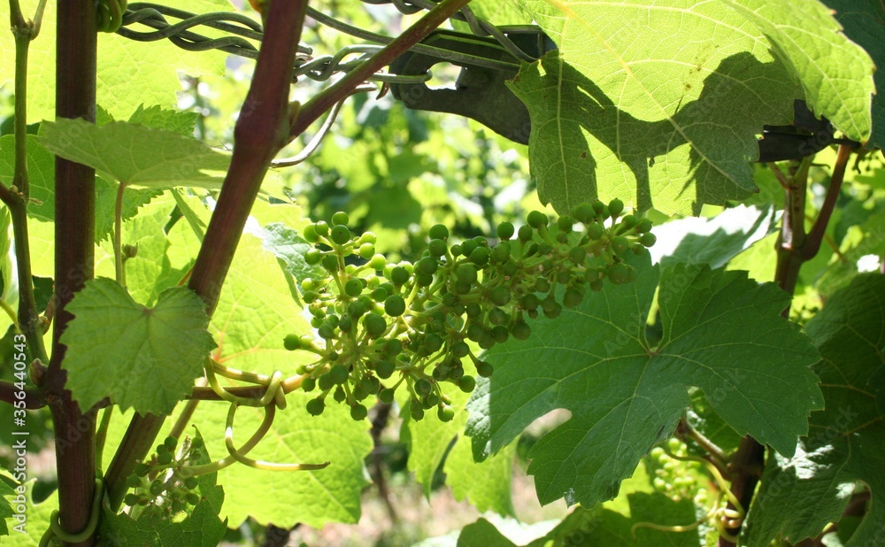 Weinrebe Weinrebe