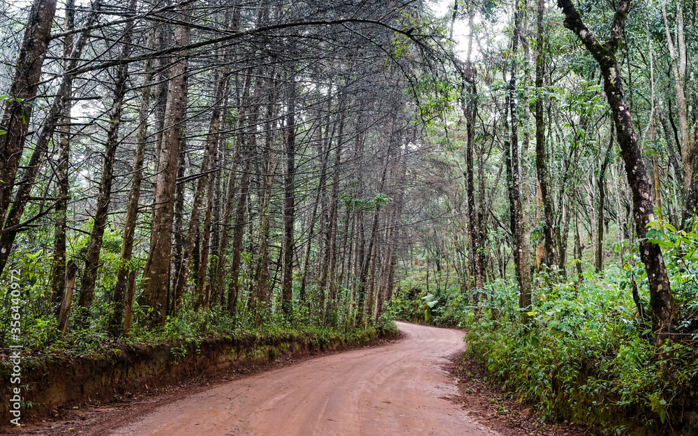 Fototapeta premium Country road with trees beside concept in Aiuruoca, Minas Gerais, Brazil