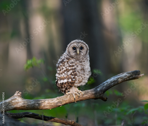 Newly Fledged Barred Owl Owlet on Log