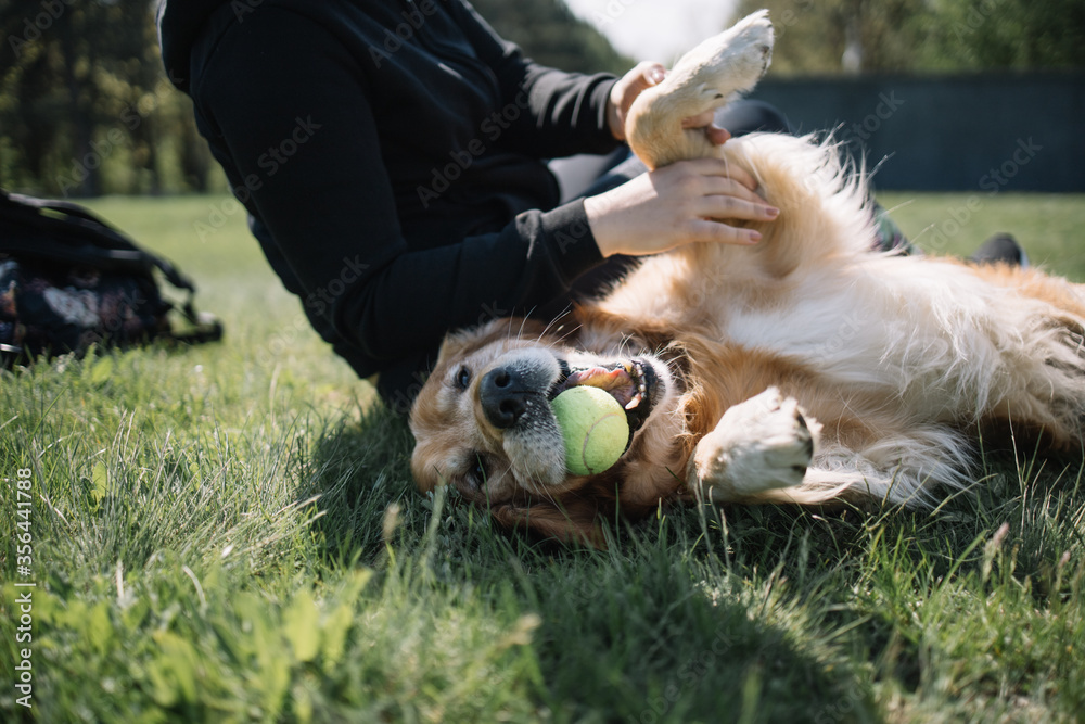 Dog with ball in his mouth lying on field. Happy dog lying on ground with grass while playing with tennis ball. Dog with ball in his mouth lying on field. Happy dog lying on ground with grass while playing with tennis ball.