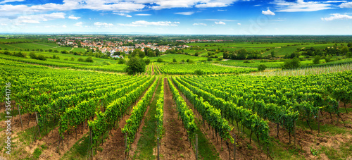Panoramic green vineyard landscape in Pfalz, Germany, with blue sky and rows of grapevine on a hill, with view into the vast green countryside