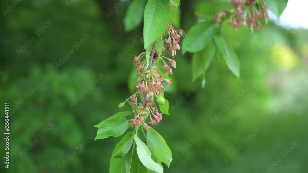 faded cherry blossoms and green cherries on a cherry tree in close-up faded cherry blossoms and green cherries on a cherry tree in close-up