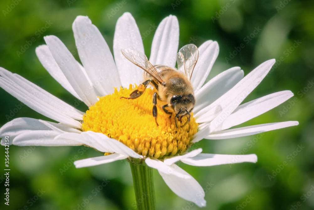 Bee on the blooming chamomile flower head close up.