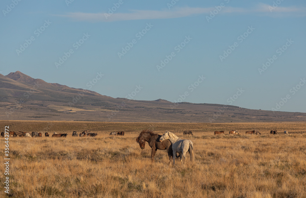 Wild Horse Stallions Sparring in the Utah Desert Wild Horse Stallions Sparring in the Utah Desert