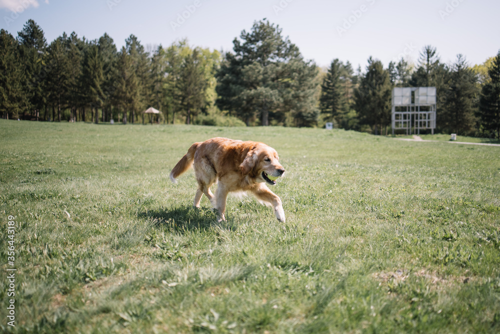 Dog with ball in his mouth running on field. Golden retriever dog with ball in his mouth walking on grass in forest. Dog with ball in his mouth running on field. Golden retriever dog with ball in his mouth walking on grass in forest.