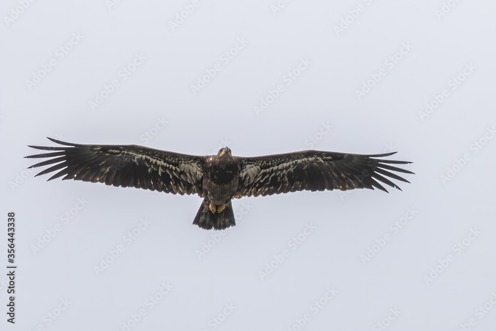 Fototapeta premium Juvenile Bald Eagle in flight