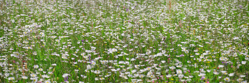 Margeriten (Leucanthemum) Blumenwiese mit weißen Blüten, Panorama