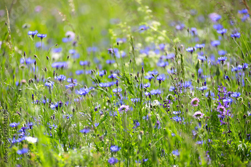 Kornblumen Wiese (Cyanus segetum) Heilpflanze, blaue Blüten im Frühsommer