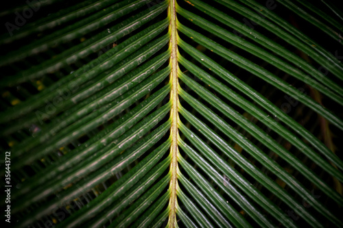 Close up of cycad leaf in dark background.
