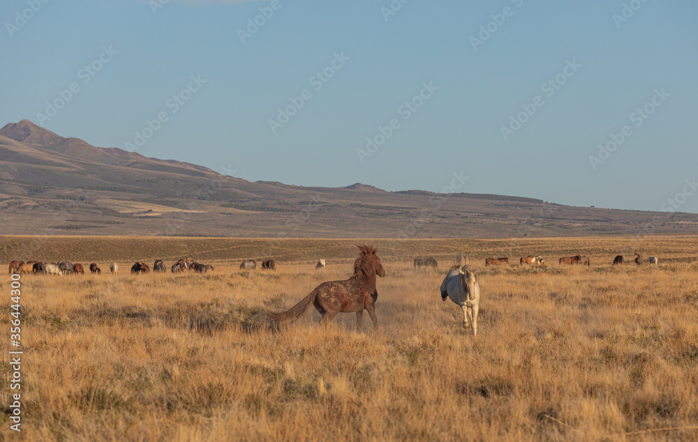 Wild Horse Stallions Sparring in the Utah Desert Wild Horse Stallions Sparring in the Utah Desert