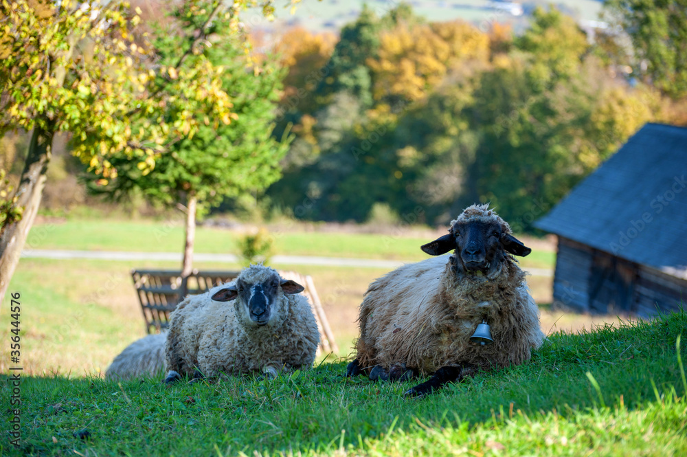 Obraz premium A sheep herd in the summer in a meadow