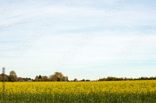 A field of rapeseed blooming yellow in autumn  against a light clouded sky.