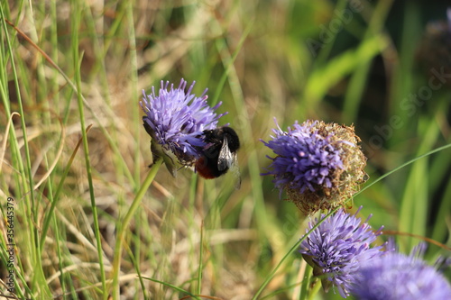 Purple flower with green grass background and bumble bee
