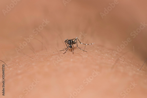 Mosquito(Aedes) sucking blood from human body. Macro photography.