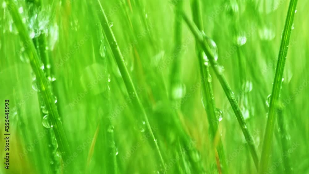 Spring green grass with water drops, relaxation concept , macro shot, filmed on cinema slow motion camera at 1000 fps