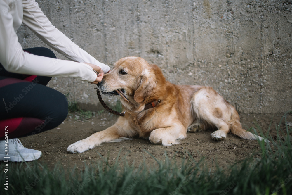 Dog with wooden stick in mouth while lying on ground outdoor. Retriever dog eating wooden stick while female hand is holding it. Dog with wooden stick in mouth while lying on ground outdoor. Retriever dog eating wooden stick while female hand is holding it.