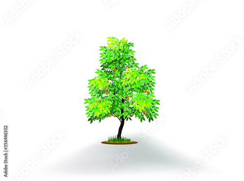 longan tree vector isolated, tree in the yard.