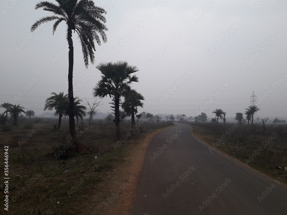 Palm trees and village road beautify nature at dawn Palm trees and village road beautify nature at dawn