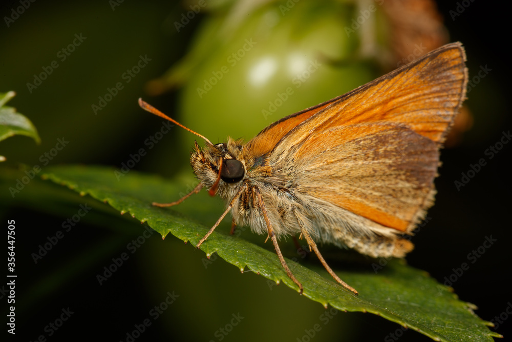 papillon Thymelicus sylvestris papillon Thymelicus sylvestris
