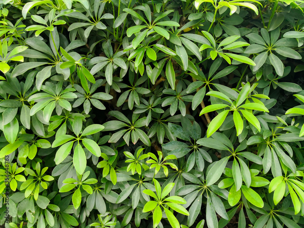 Tropical green leaf texture background.