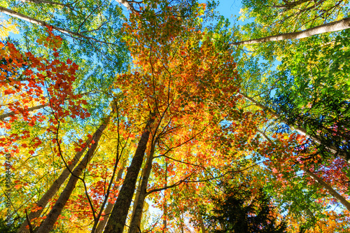 Fotografie Looking up at colorful autumn  trees, with canopy of different colored leaves ag