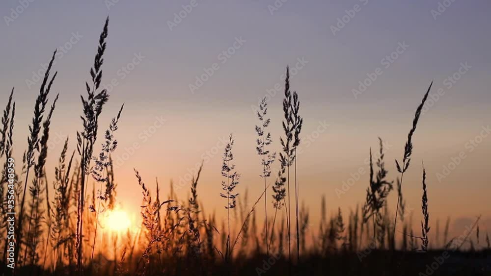Slow wind blowing grass on grassland and beautiful sunset sky. It pasture landscape is beauty and refresh. Summer evening. Slow wind blowing grass on grassland and beautiful sunset sky. It pasture landscape is beauty and refresh. Summer evening.