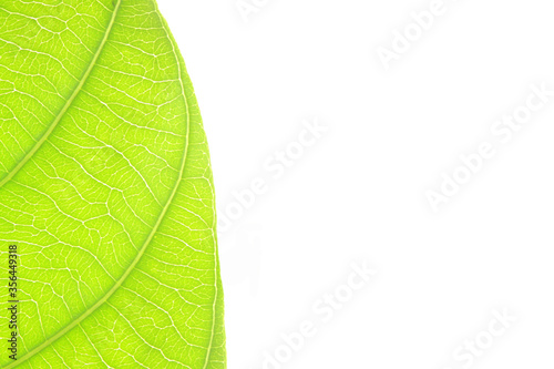 Closed up of green leaf with isolated background