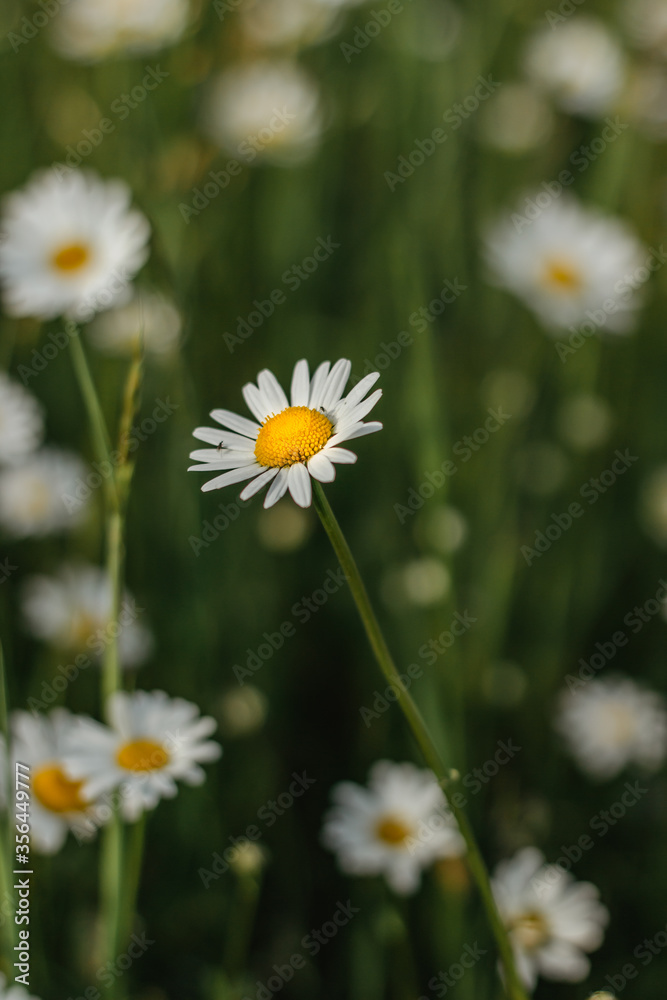 Detail of daisy flowers. Spring flower close up.Wonderful fabulous daisies on a meadow in spring. Spring blurred background.Blooming white daisy selective focus.Romantic bright wallpaper