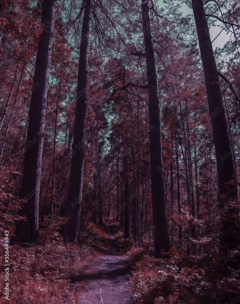 Fototapeta premium leśna ścieżka wśród drzew w nieprzeniknionym lesie