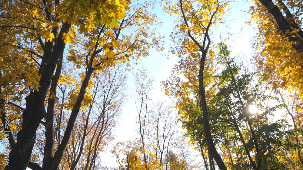 View to tree tops with yellow maple leaves and sky at background. Colorful foliage on trees gently swaying in wind. Bright sun shining through lush wood branches. Slow motion Dolly shot View to tree tops with yellow maple leaves and sky at background. Colorful foliage on trees gently swaying in wind. Bright sun shining through lush wood branches. Slow motion Dolly shot