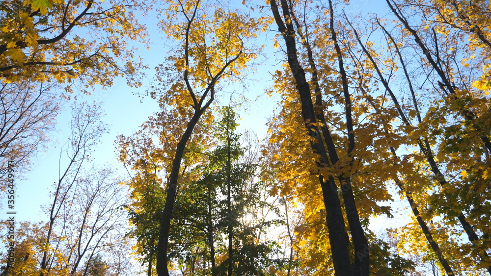 View to tree tops with yellow maple leaves and sky at background. Colorful foliage on trees gently swaying in wind. Bright sun shining through lush wood branches. Slow motion Dolly shot View to tree tops with yellow maple leaves and sky at background. Colorful foliage on trees gently swaying in wind. Bright sun shining through lush wood branches. Slow motion Dolly shot