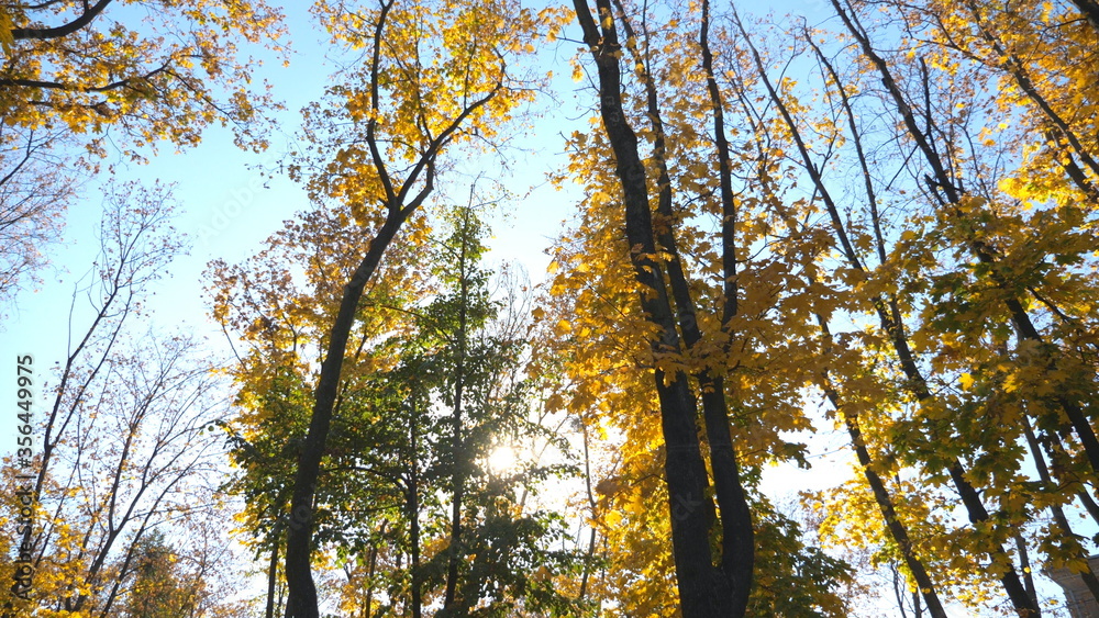 Fototapeta premium View to tree tops with yellow maple leaves and sky at background. Colorful foliage on trees gently swaying in wind. Bright sun shining through lush wood branches. Slow motion Low angle view