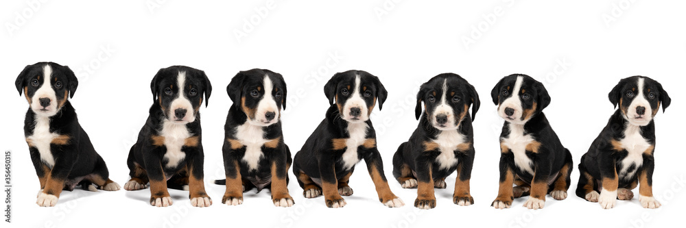 Panorama of seven Appenzeller Mountain Sennen Dog pups sitting isolated against a white background