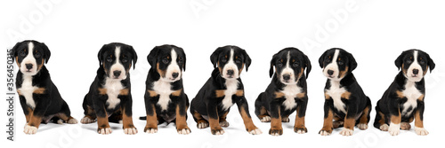 Panorama of seven Appenzeller Mountain Sennen Dog pups sitting isolated against a white background