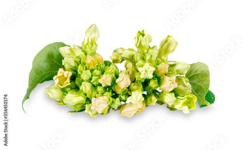 Cowslip creeper isolated on white background with clipping path