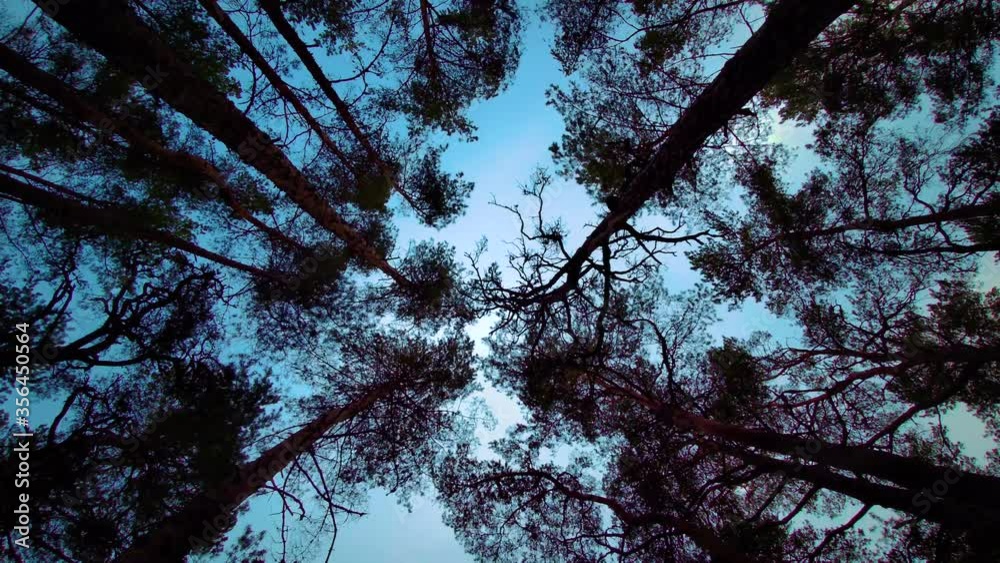 Pine Trees Blowing in the Wind With  Blue Sky Background, Bottom View. Pine Forest Looking Up to the Tree Crowns